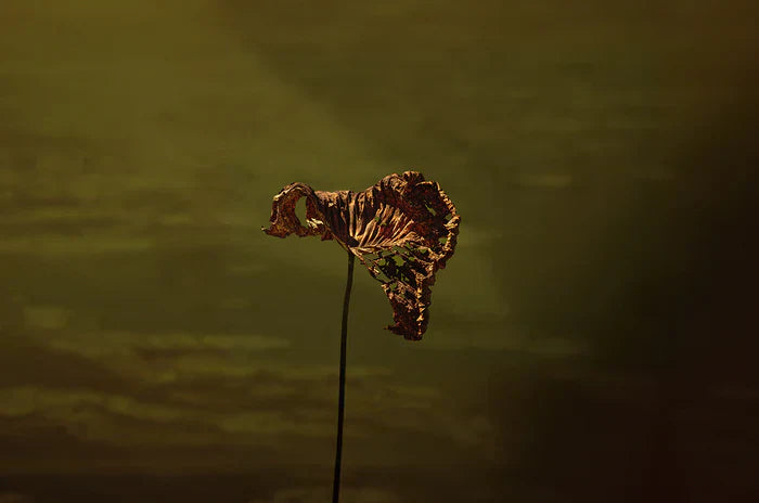 Transition, Ricky Workman, 2025, photography, 16 x 24 in. / 40.64 x 60.96 cm.