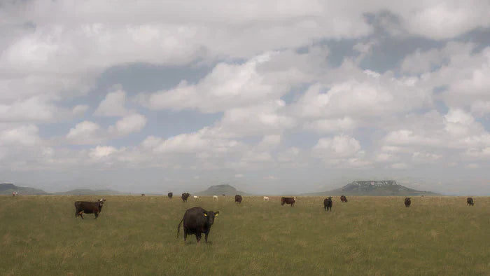 Cattle and Buttes, Arian Goudar, 2025, digital photography, 38 x 26 in. / 96.52 x 66.04 cm.