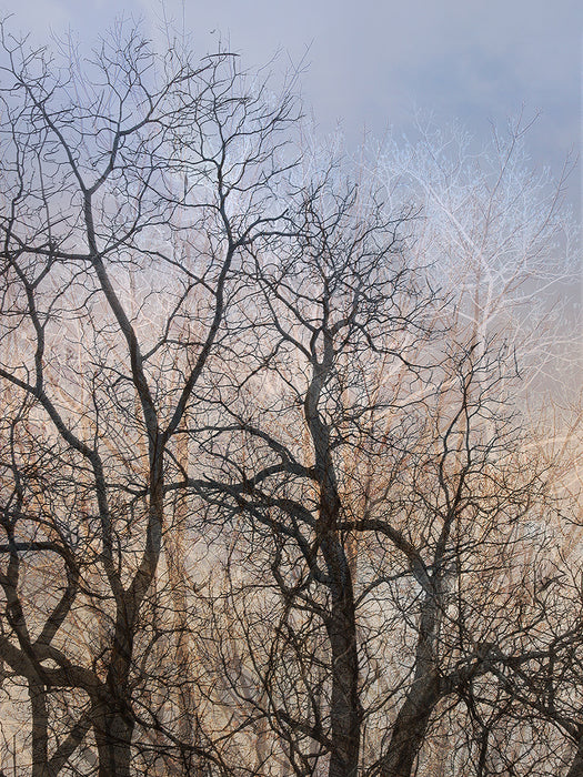 Reach, 2004, archival giclee, 18 x 24 in. / 45.72 x 60.96 cm.