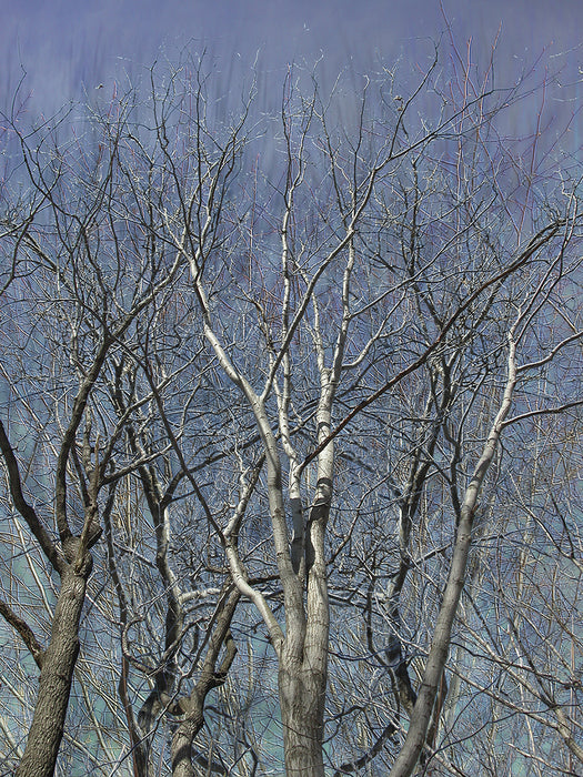 Crown, 2004, archival giclee, 18 x 24 in. / 45.72 x 60.96 cm.