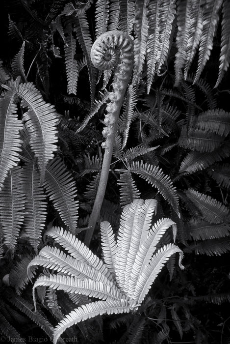 Rain Forest Fern, 2015, photography, 11 x 16 in. / 27.94 x 40.64 cm.