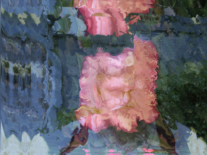 Old Man Camellia, 2016, digital photo on paper, 17 x 22 in. / 43.18 x 55.88 cm.