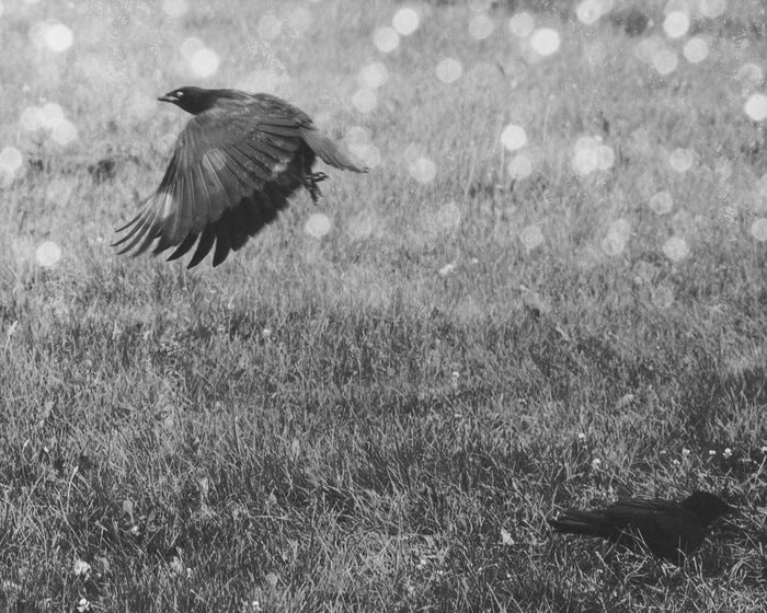 2 Crows, 2020, photography, 11 x 14 in. / 27.94 x 35.56 cm.