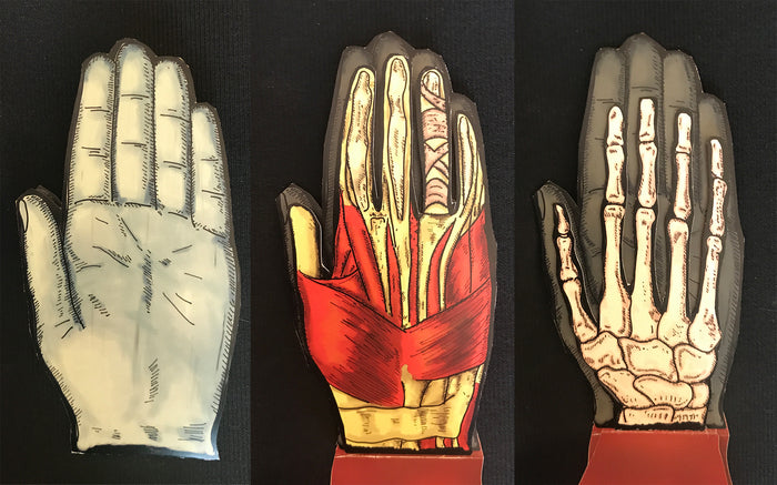 The Anatomical Series Set: The Human Eye and Hand, 2021, mixed media, 5 x 10 in. / 12.7 x 25.4 cm.