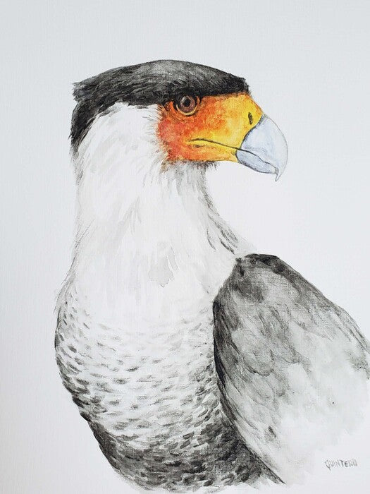 Crested Caracara, 2021, watercolor, 14 x 11 in. / 35.56 x 27.94 cm.
