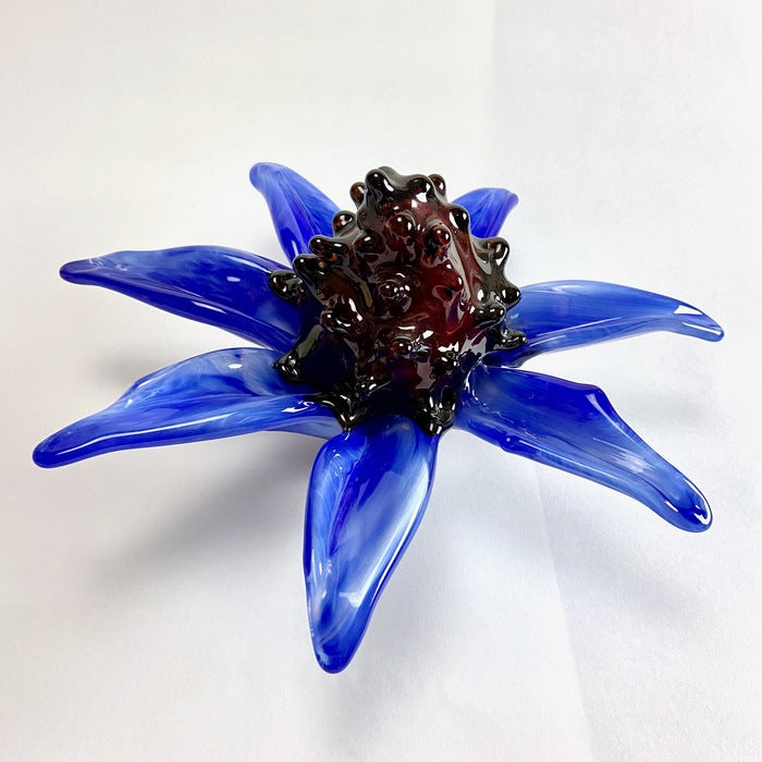 Big Blue Sea Holly, 2021, hot sculpted glass, 5 x 12 x 12 in. / 12.7 x 30.48 x 30.48 cm.