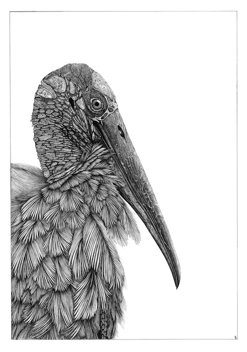 Self-Portrait, as a Bird, Wood Stork, 2023, ink on paper, 22 x 30 in. / 55.88 x 76.2 cm.