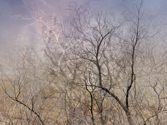 Nest, 2003, archival giclee, 18 x 24 in. / 45.72 x 60.96 cm.