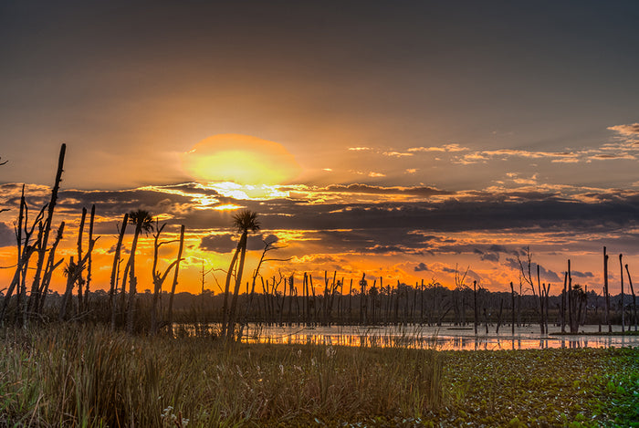 Orlando Wetlands Sunset, 2011, photography, 11 x 14 in. / 27.94 x 35.56 cm.