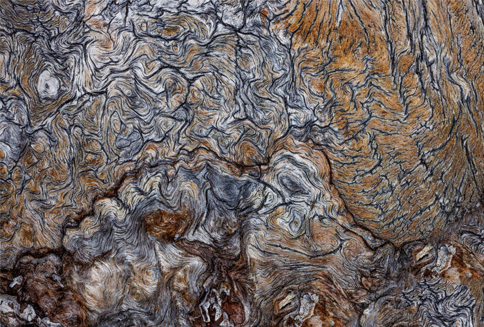 White Bark Pine #2, 2024, photography, 16 x 20 in. / 40.64 x 50.8 cm.