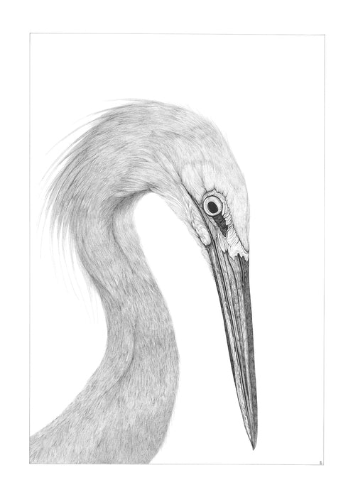 Hannah, Snowy Egret, 2023, ink on paper, 22 x 30 in. / 55.88 x 76.2 cm.