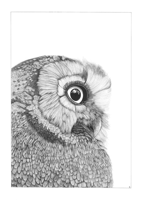 Jodi, Boreal Owl, 2023, ink on paper, 22 x 30 in. / 55.88 x 76.2 cm.