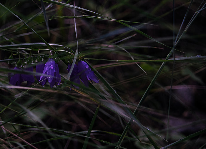Colorado Wildflower Collection, Harebells A, 2024, photography, 15 x 10 in. / 38.1 x 25.4 cm.