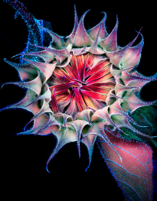 Ultra Violet Chocolate Sunflower, 2024, digital photograph, 17 x 20 in. / 43.18 x 50.8 cm.