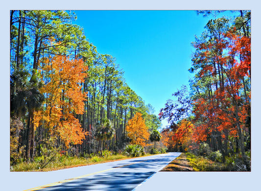 Lighthouse Road - St. Marks NWR, 2024, digital photography, 26 x 19 in. / 66.04 x 48.26 cm.