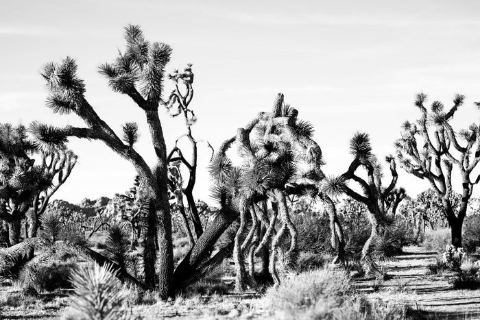 01/01/2025: Pace, with the Soul of Elders, 2025, photograph, 8 x 10 in. / 20.32 x 25.4 cm.