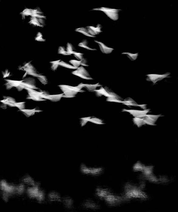 Birds in Flight, 2025, photography, 19 x 16 in. / 48.26 x 40.64 cm.