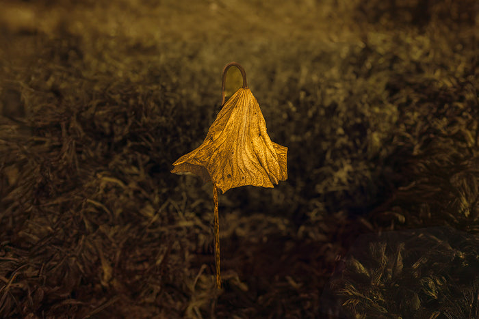 Standing Alone, 2025, photography, 12 x 18 in. / 30.48 x 45.72 cm.