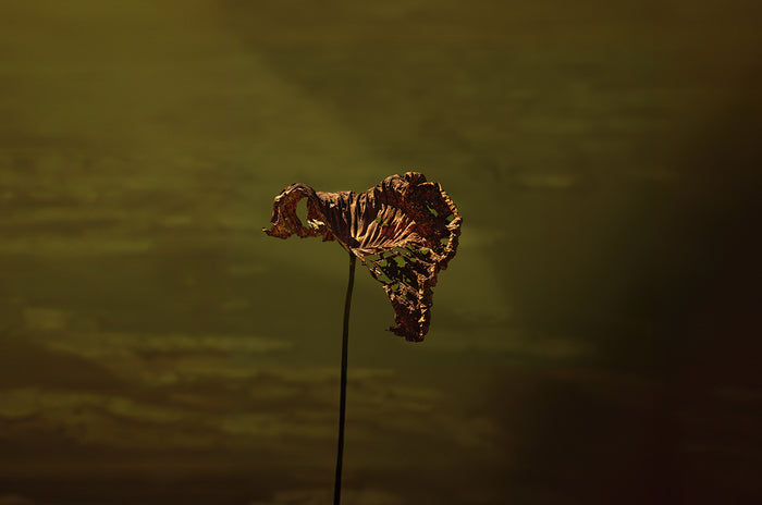 Transition, 2025, photography, 16 x 24 in. / 40.64 x 60.96 cm.
