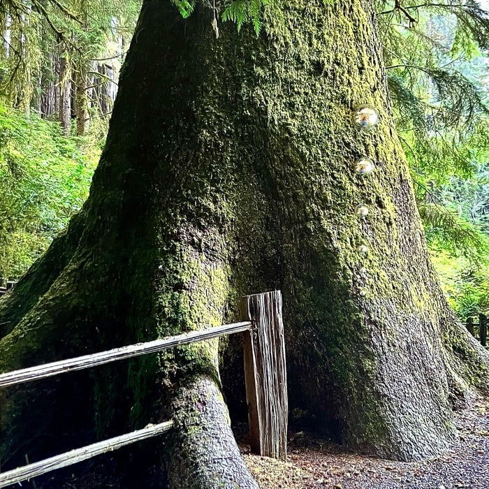 Untitled, from the 'Mending Fences' Series, 2025, c-print with resin and beads, 6 x 6 in. / 15.24 x 15.24 cm.