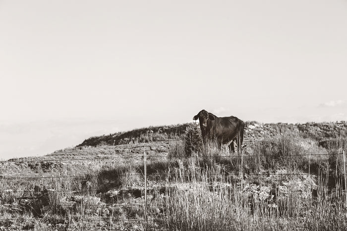 The Lookout, 2025, photography, 24 x 36 in. / 60.96 x 91.44 cm.