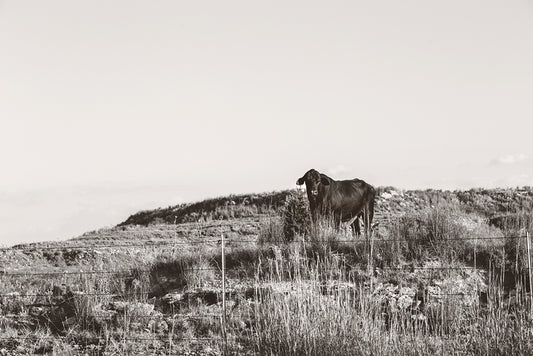 The Lookout, 2025, photography, 24 x 36 in. / 60.96 x 91.44 cm.