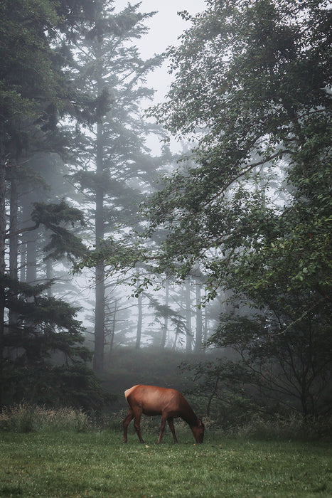 Shrouded in Solitude, 2025, photography, 36 x 24 in. / 91.44 x 60.96 cm.