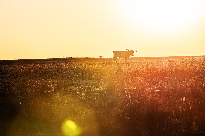Branded by the Sun, 2025, photography, 36 x 24 in. / 91.44 x 60.96 cm.