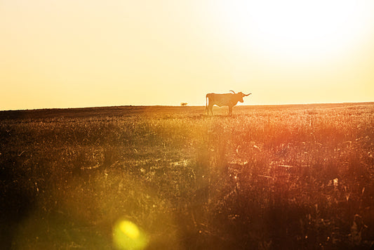 Branded by the Sun, 2025, photography, 36 x 24 in. / 91.44 x 60.96 cm.