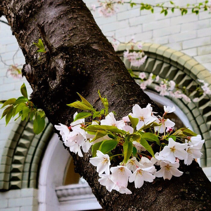 Nature - Cherry Blossom Cluster on Tree Limb, 2024, photography, 12 x 12 in. / 30.48 x 30.48 cm.