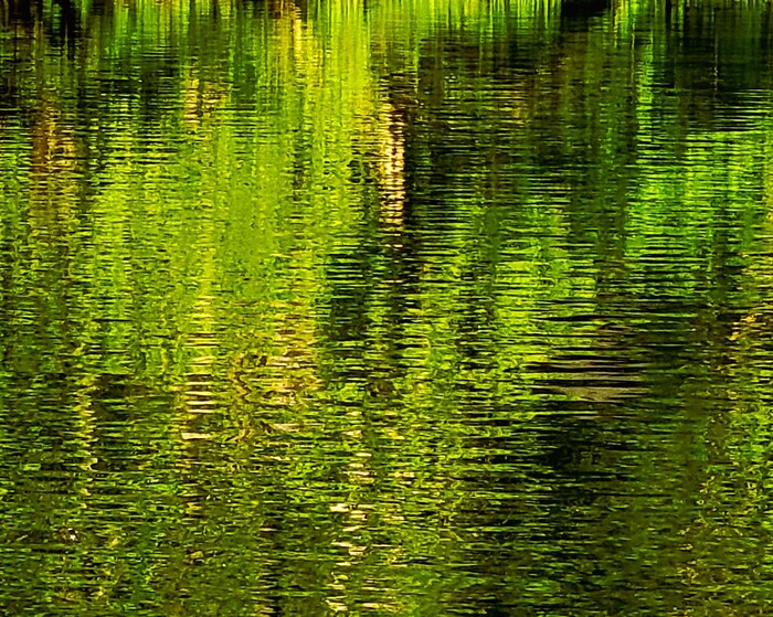 Nature - Green and Gold Serenity, 2023, photography, 10 x 8 in. / 25.4 x 20.32 cm.