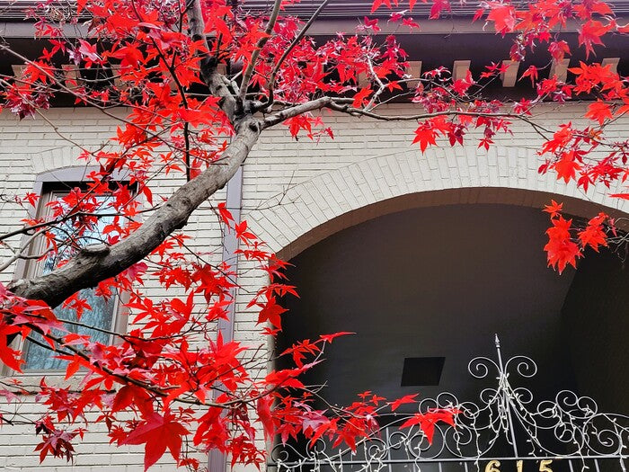 Nature - Red Maple Embrace, 2022, photography, 12 x 9 in. / 30.48 x 22.86 cm.