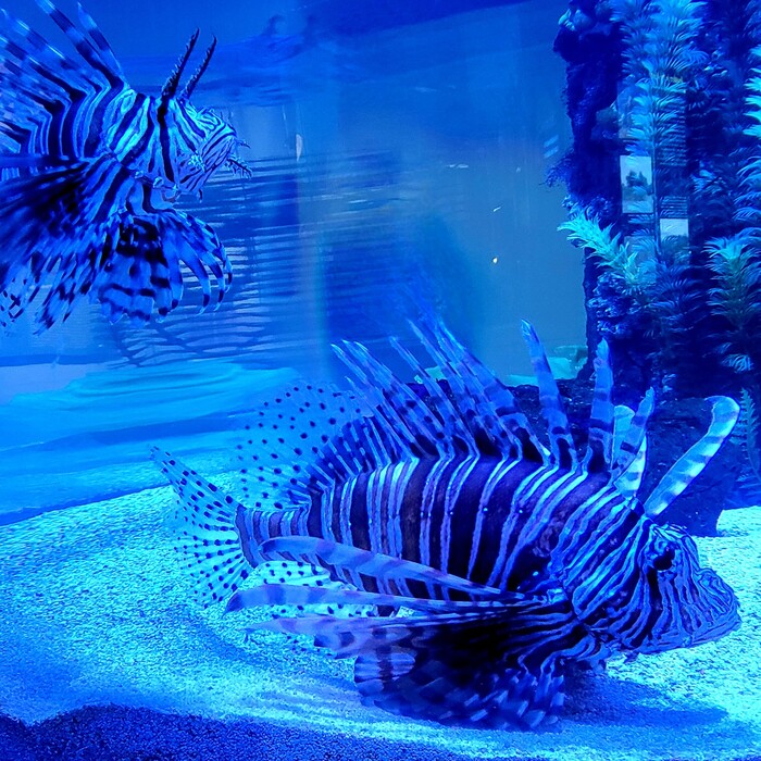 Water - Blue Lionfish, 2024, photography, 12 x 12 in. / 30.48 x 30.48 cm.