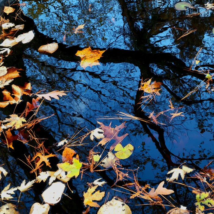 Water - Autumn Pond Reflections, 2024, photography, 12 x 12 in. / 30.48 x 30.48 cm.