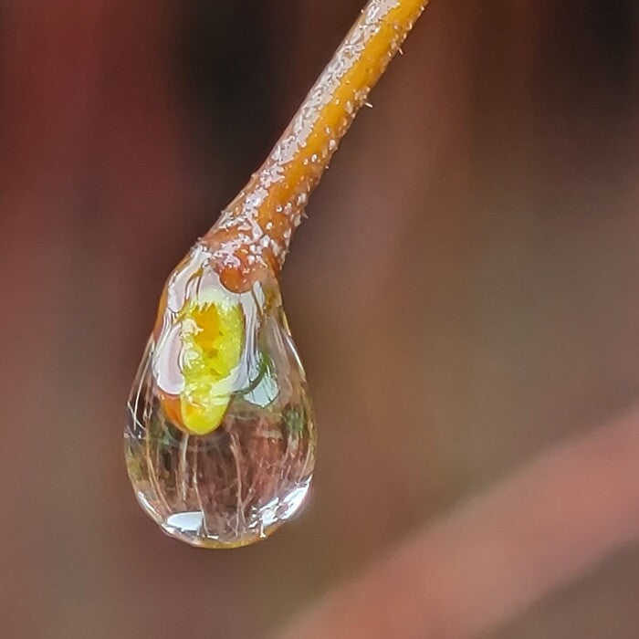 Water - Raindrop on a Twig with a World Within, 2024, photography, 12 x 12 in. / 30.48 x 30.48 cm.