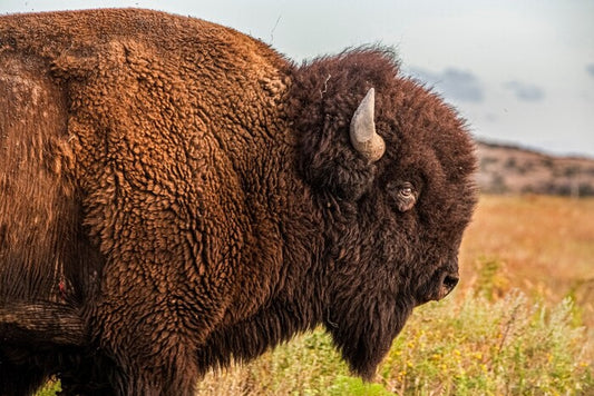 Guardian of the Plains, 2024, photography, 20 x 30 in. / 50.8 x 76.2 cm.