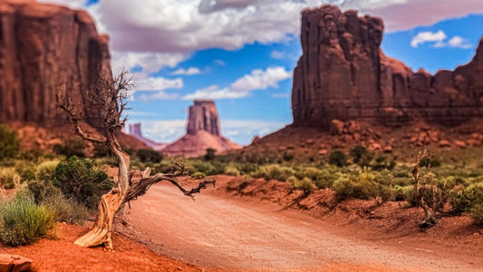 Rooted in Time, 2024, photography, 20 x 30 in. / 50.8 x 76.2 cm
