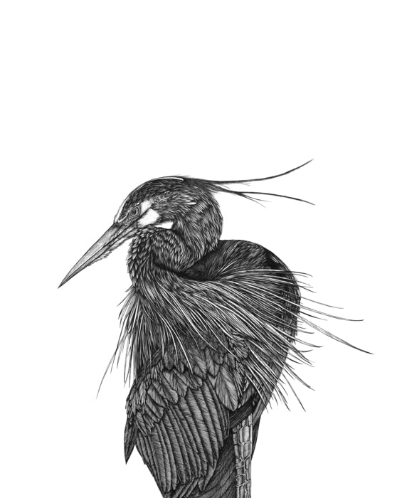 Great Blue Heron, 2021, ink on paper, 22 x 30 in. / 55.88 x 76.2 cm.