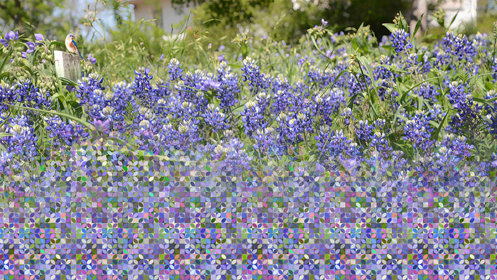 Bluebonnet Weave, 2025, digital photograph, 20 x 28 in. / 50.8 x 71.12 cm.