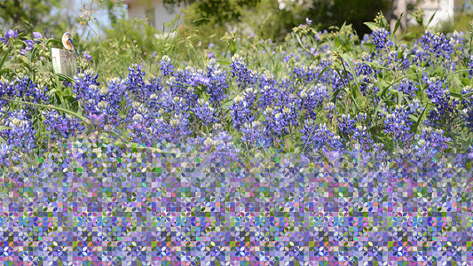 Bluebonnet Weave, 2025, digital photograph, 20 x 28 in. / 50.8 x 71.12 cm.