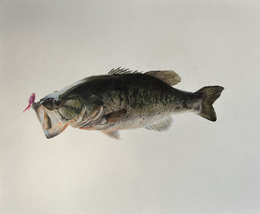 Largemouth Bass, 2020, colored pencils, 14 x 17 in. / 35.56 x 43.18 cm.