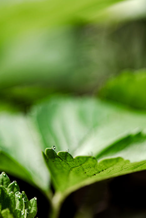 Morning Dew, 2025, photograph, 18 x 12 in. / 45.72 x 30.48 cm.