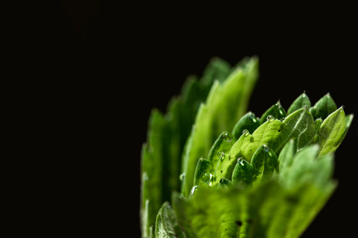 Morning Dew, 2025, photograph, 18 x 12 in. / 45.72 x 30.48 cm.