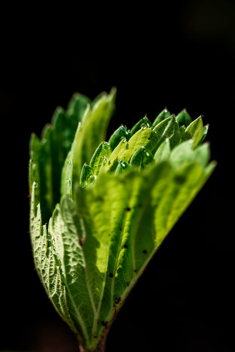Morning Dew, 2025, photograph, 18 x 12 in. / 45.72 x 30.48 cm.