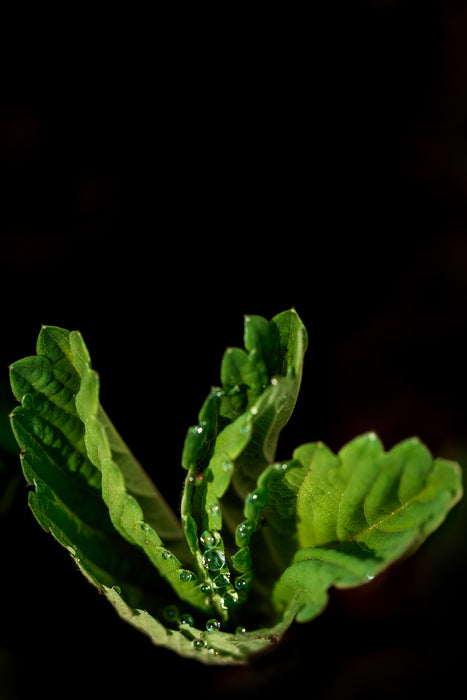 Morning Dew, 2025, photograph, 18 x 12 in. / 45.72 x 30.48 cm.