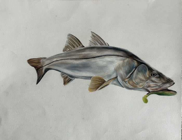 Snook, 2025, colored pencils, 17 x 10 in. / 43.18 x 25.4 cm.