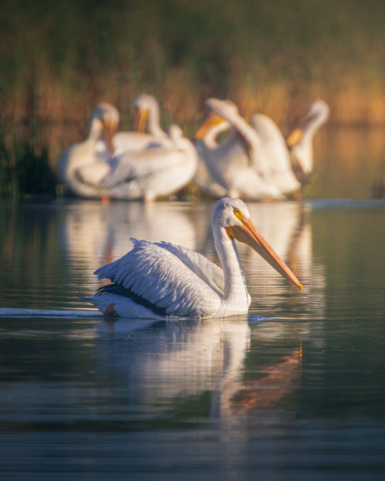 Pelicans, 2024, photograph, 14 x 11 in. / 35.56 x 27.94 cm.