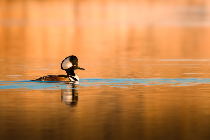 Hooded Merganser, 2024, photograph, 14 x 11 in. / 35.56 x 27.94 cm.