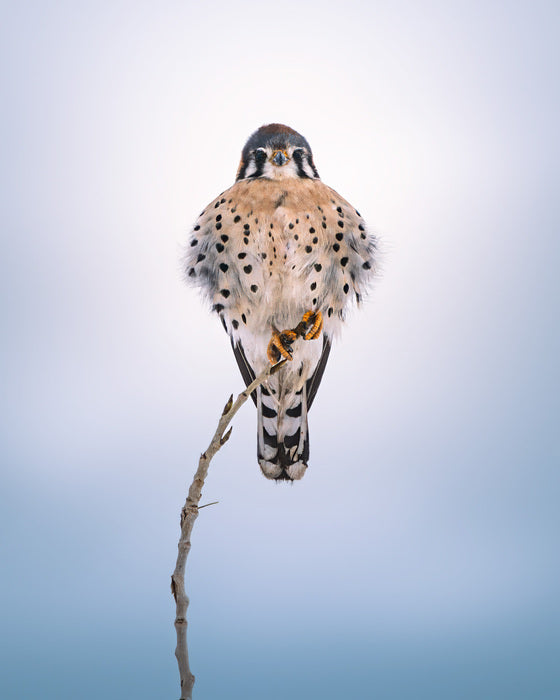 Cold Kestral, 2025, photograph, 14 x 11 in. / 35.56 x 27.94 cm.