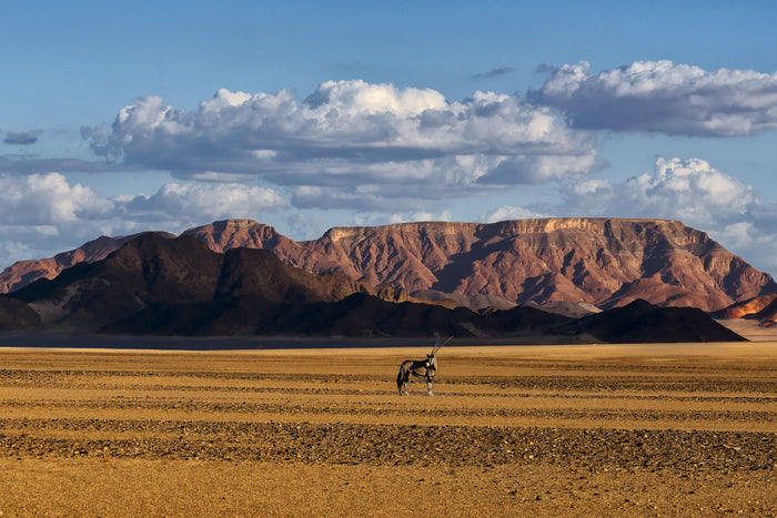 Lone Oryx near Sossussvlei Namibia, 2025, photography, 16 x 24 in. / 40.64 x 60.96 cm.